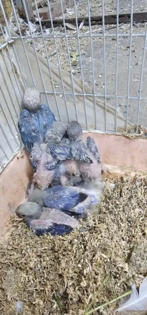 فروخ طيور حب