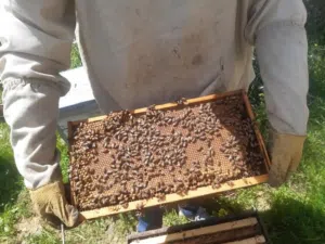 خلايا نحل للبيع