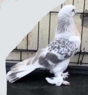 مطلوب حمام تركي مشنكل استاندر حجم كبير  I want turkish pigeon big size