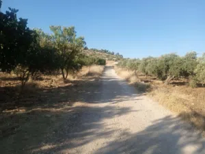 Mixed Use Land for Sale in Jerash Borma