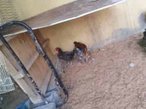 دجاج مخلط كوبيه كتينه وفرايج سلطان درجوله ودجاجات عربيه3 البيع جمله