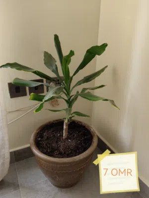 Various indoor plants for sale