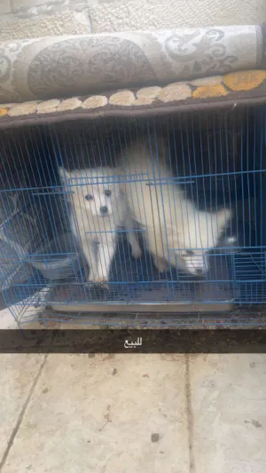 كلاب جيرمن سبيتز للبيع بسعر نار