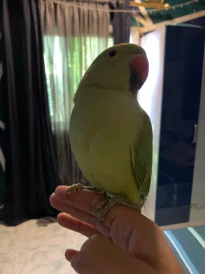 Green parrot hand tamed