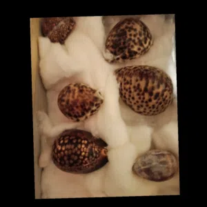 قواقع 6 رخام جبلي ايطالي نادر