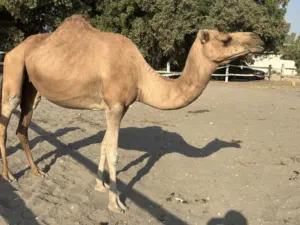 ناقه باطنيه مدني