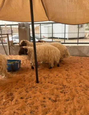 ذبائح نعيمي للبيع