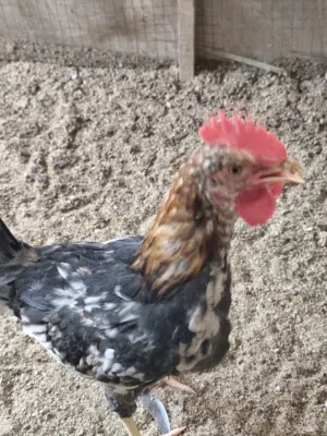 متوفر 6 ديوجة كويتي بسعر جدآ مناسب