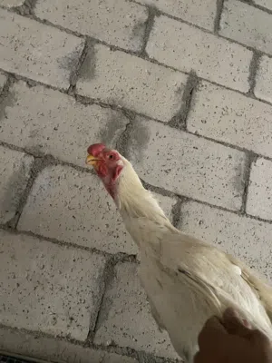 طقم ألماني ديك وجاجتين ومعهم فرختين من فراخهم صلاة النبي عنهم صحه ونضافه علا الواقع اجمل من الصور