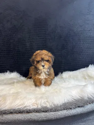 Tiny Toy Maltipoo Puppies