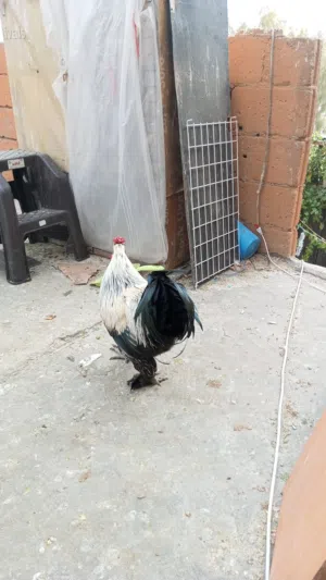 ديك للبيع عمرها تسع شهور