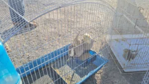 زوج كوكتيل للبيع باعلي سعر