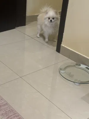 كلب  بوميرينيان عمرو سنه و4 شهور