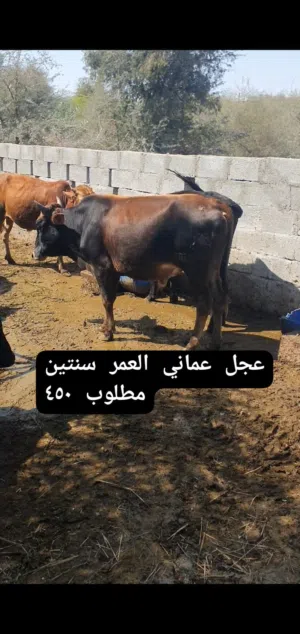 ابقار للبيع