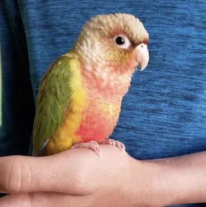 مطلوب طير كنيور بيعر مناسب—lookin conure with good price