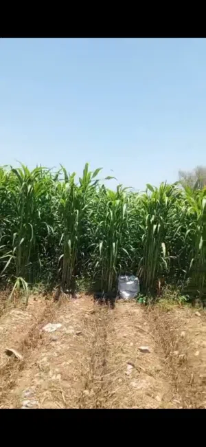 ذره غشمر رقم 1