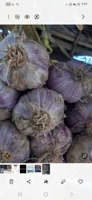 يوجد لدينا ثوم الجبل الأخضر