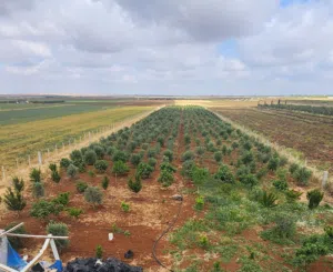 Industrial Land for Sale in Daraa Other