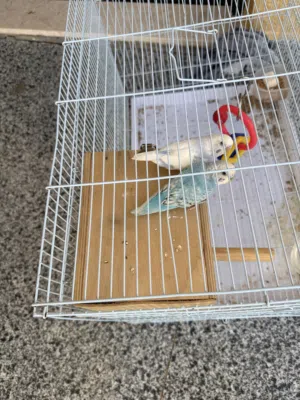 بغبغاء زوج بداجي أليف