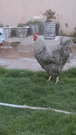 متاح ديك بلايموث روك كاتينه مصوقر للبيع