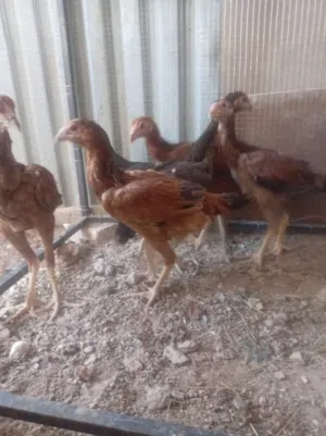 جاج بكستاني 7 فرخات وديك مع جاجه بياضه و جاجه فتوح بيض وصوص عمر 3 شهور