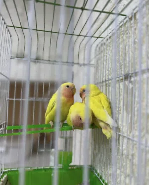 أفراخ غندور روز