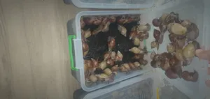 ‏حيوانات وطيور اخرى‏0