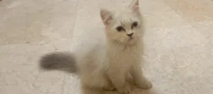 قطط ابيض ورصاصي نثيه