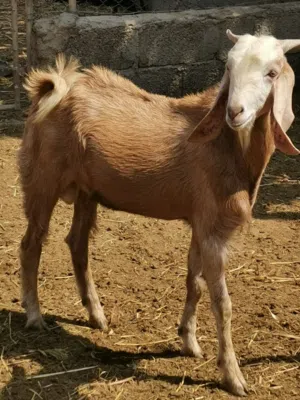 تيس للبيع سمين ما شاء الله