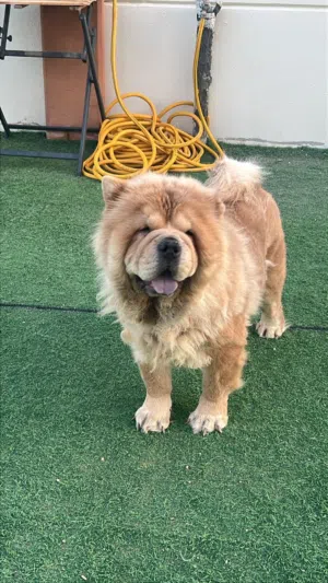 Chow chow pure breed