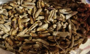 نوى تمر (فلح)