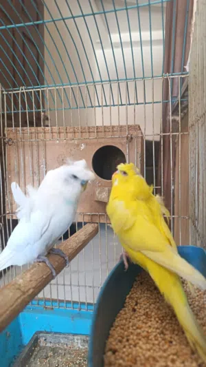 جوز عصافير مرتب