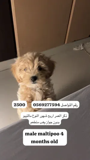 العمر اربع اشهر ذكور و انثى