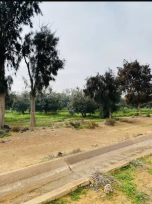 مزرعة زيتون للبيع في الاردن