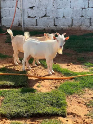 جدي وعناق قزم كردي عناق عشرا