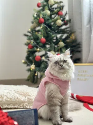 Sweet Female Turkish Angora with Persian Mix