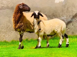ما شاء الله البيع جمله كاش او حوالة