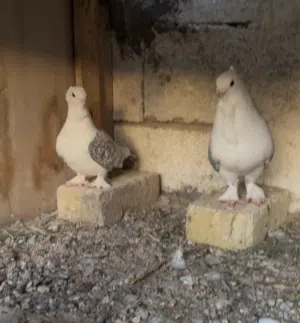 زوج بلجيكي