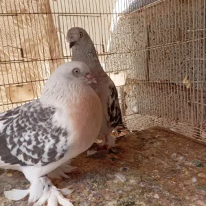 كوبيه تاكلا