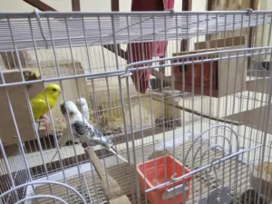 طيور حب هولنديات بياضات صحتهآ ممتازه نشيطات