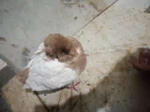 سلام عليكم ميني مودينه الله يبرك.  التوصل،على رقد هدا