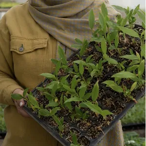 ‏خضار وفواكه‏1