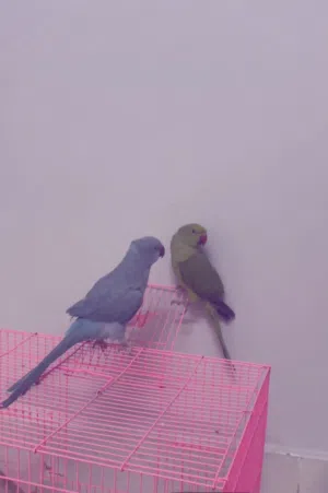 بغبغاء اليف