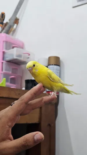 طيور العشاق بادجي