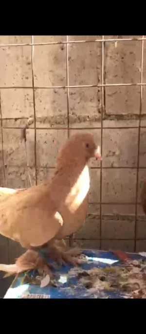 طواير وفحل سلفر للبيع صلاه النبي