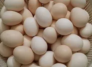 بيض بلدي نخب ( مخصب) وللمائدة