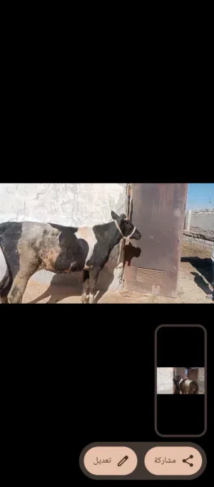 عجل للبيع بقرى