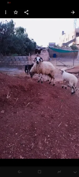 فحل قبرصي اصلي 3حبات