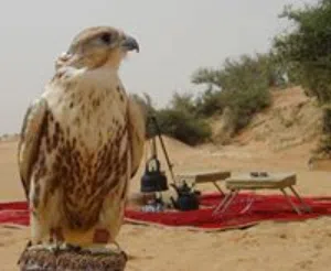 عبدالله النعيمي