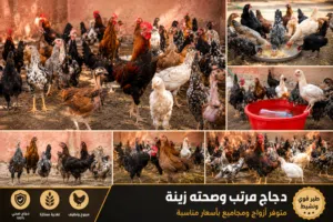 دجاج كويتي وعرب وبرانكليز وابو ركيبة